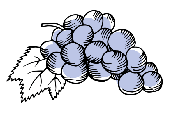 Download Grape Bunch Sketch. Sweet Wine Berry Col - Berry Collection